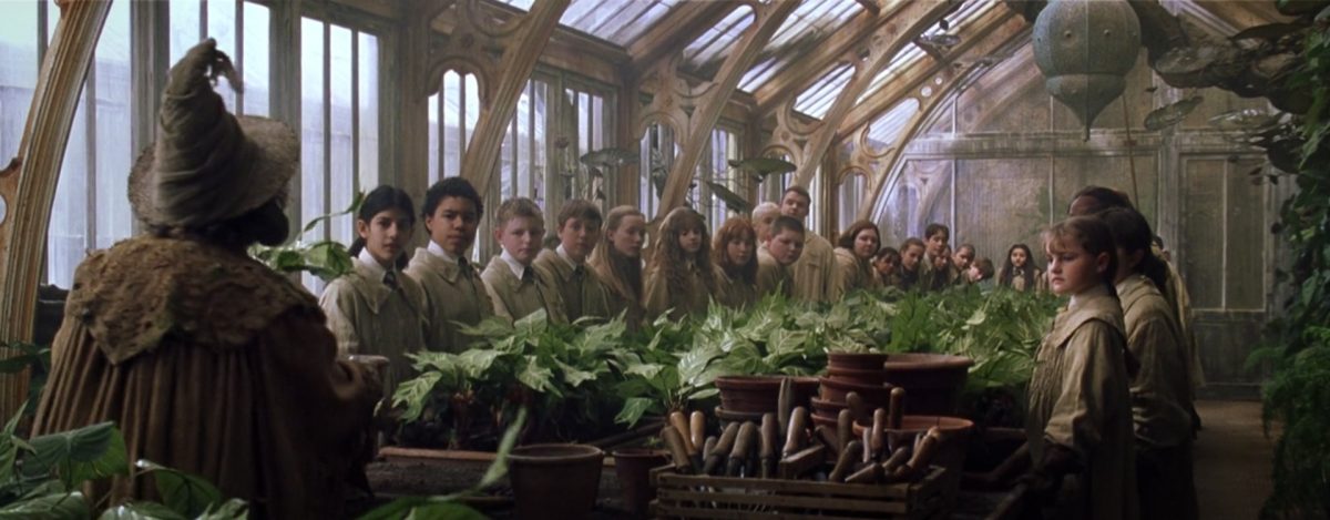 185-1200x469 اکسسوری مندریک هری پاتر برای دکور آتلیه کودک – گیاه ماندراگورا مخصوص تم هری پاتر لباس دکور هری پاتر در آتلیه تیرشات