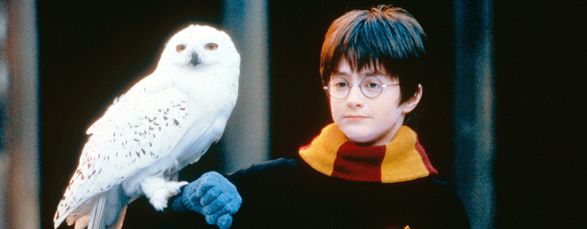 Hedwig1 اکسسوری جغد سفید هری پاتر (هدویگ) برای دکور عکس کودک لباس دکور هری پاتر در آتلیه تیرشات